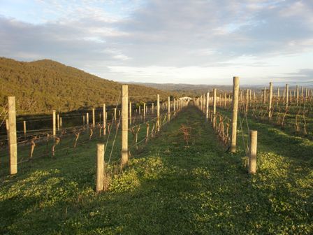 The vineyard at the crest of 2011