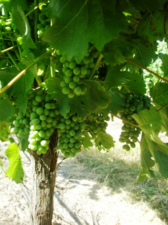 young-sb-grapes.jpg
