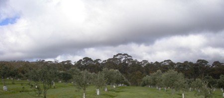 olivetrees.jpg